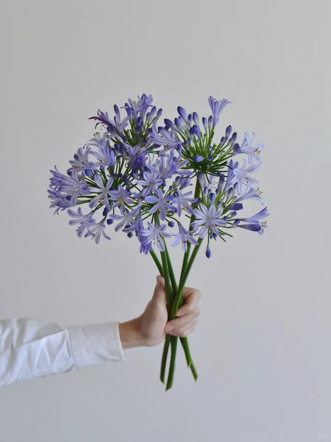 草花 · 百子莲·满月紫